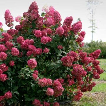 Fire Light® Hydrangea