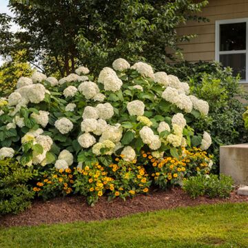 Incrediball® Hydrangea