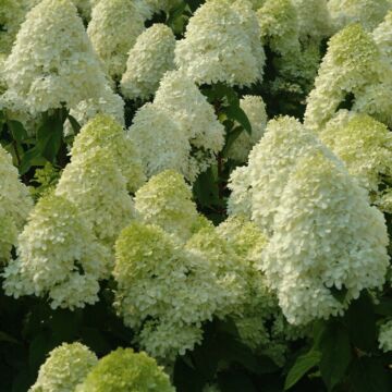 Limelight Hydrangea