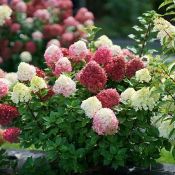 Little Lime Punch® Hydrangea