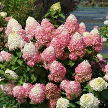 Quick Fire Fab® Hydrangea