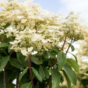 Quick Fire® Hydrangea