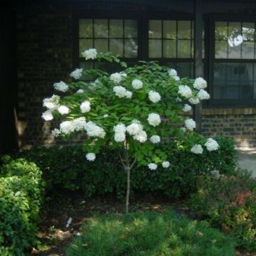 Quick Fire® Hydrangea Tree