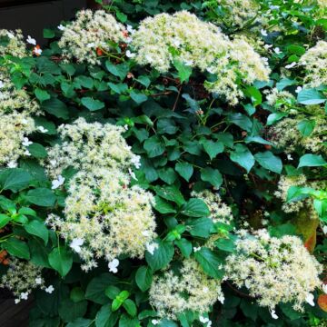 Climbing Hydrangea