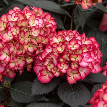 Eclipse Hydrangea Blooms