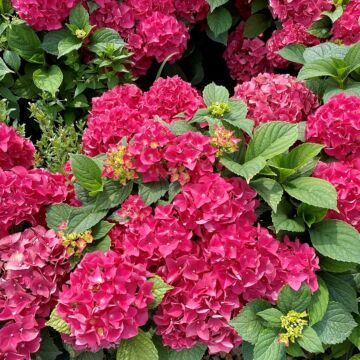 Endless Summer® Summer Crush® Hydrangea