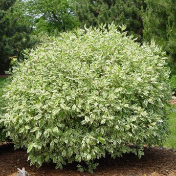 Ivory Halo® Dogwood