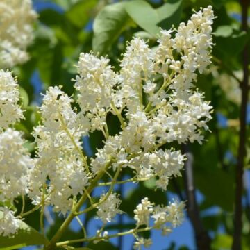 Ivory Silk Japanese Lilac Tree