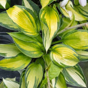 June Hosta