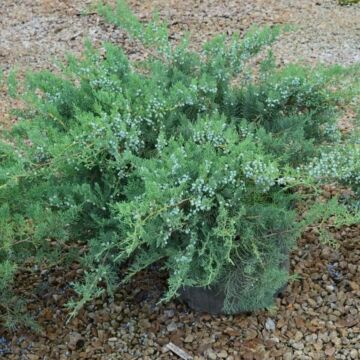 Grey Owl Juniper