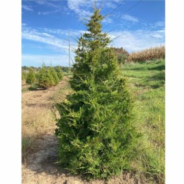 Eastern Redcedar Juniper