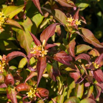 Kodiak® Orange Bush Honeysuckle