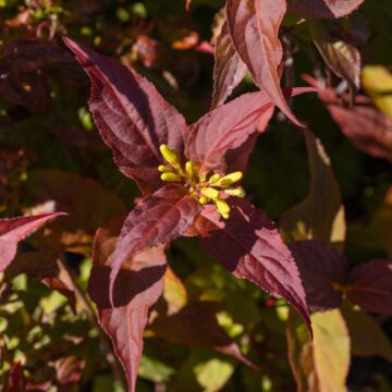 Kodiak® Red Bush Honeysuckle