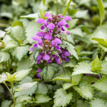 Ghost Spotted Deadnettle