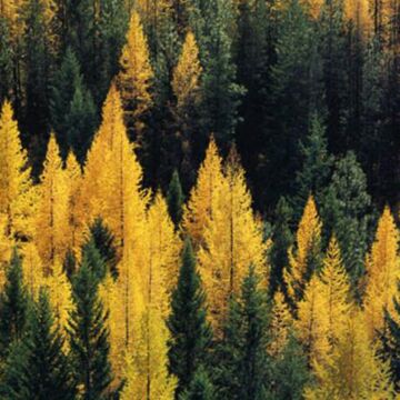 Tamarack - American Larch