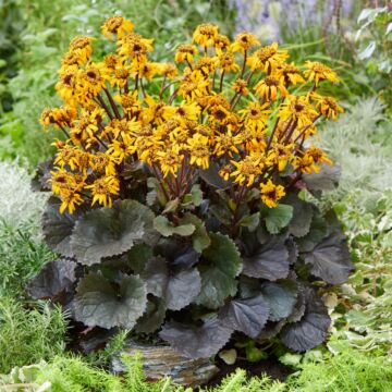 Pandora Leopard Plant In Bloom