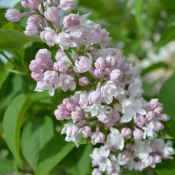 Beauty of Moscow Lilac