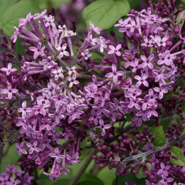 Bloomerang® Dark Purple Tree