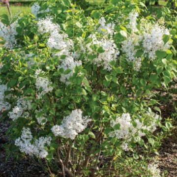 New Age White Lilac