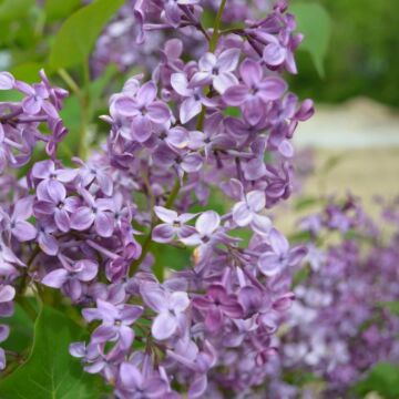 Pocahontas Lilac