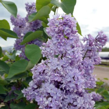 President Grevy Lilac