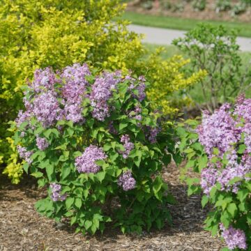 Scentara Pura® Lilac