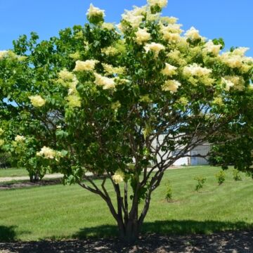 Japanese Lilac shrub/multi-stem