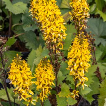 Little Rocket Leopard Plant