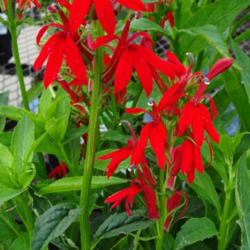 Cardinal Flower