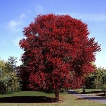 Burgundy Belle Maple