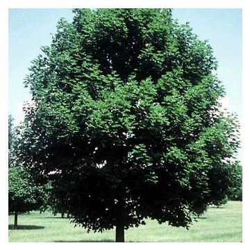 Emerald Queen Maple