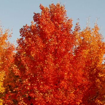 Fall Fiesta® Sugar Maple