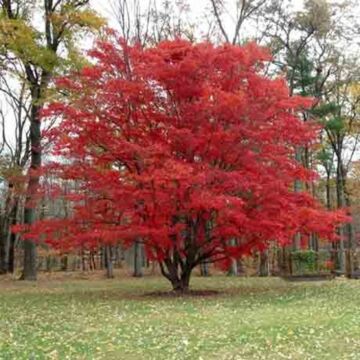 Northern Glow® Japanese Maple