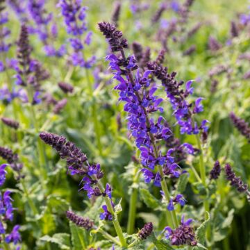 May Night Salvia