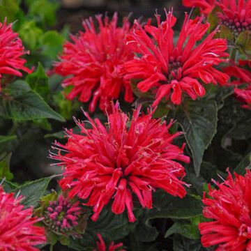 Pardon My Cerise Bee Balm