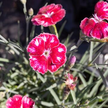 Mountain Frost™ Ruby Glitter Dianthus