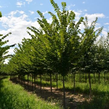 New Harmony American Elm