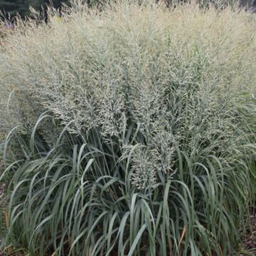 Niagara Falls Switchgrass