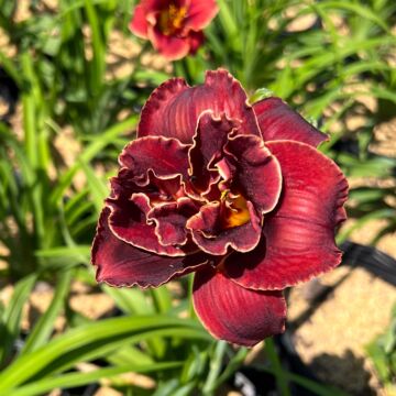 Night Embers Daylily