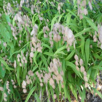 Northern Sea Oats Grass