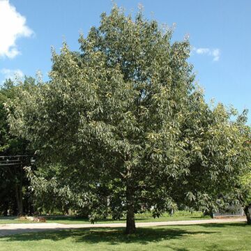 Chinkapin Oak