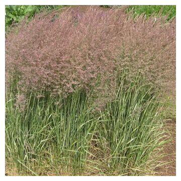 Overdam Feather Reed Grass