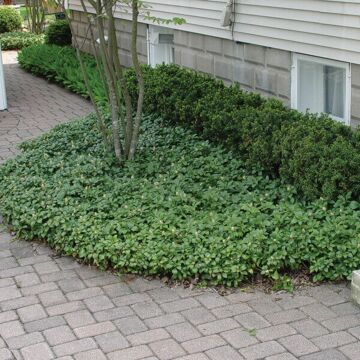 Green Carpet Japanese Spurge