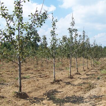 Summercrisp Semi-Dwarf Pear