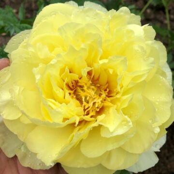 Bartzella Itoh Peony