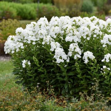 Luminary™ Backlight Tall Garden Phlox