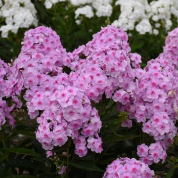 Luminary™ Opalescence Tall Garden Phlox