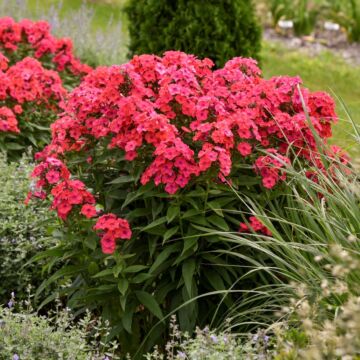 Luminary™ Sunset Coral Tall Garden Phlox