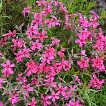 Scarlet Flame Creeping Phlox