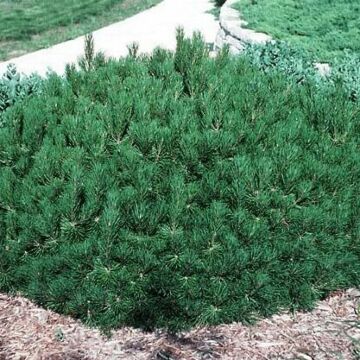 Mugo Pine